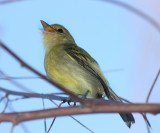 Yellow-breasted Flycatcher - Tolmomyias flaviventris