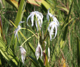 Swamp Lily - Crinum americanum