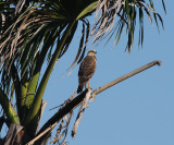 imm. Savanna Hawk - Buteogallus meridionalis