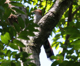 Squirrel Cuckoo - Piaya cayana