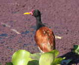 Wattled Jacana - Jacana jacana