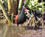 Wattled Jacana - Jacana jacana