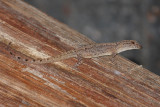 Bridled Forest Gecko - Gonatodes humeralis