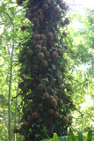 Cannonball Tree - Couroupita guianensis