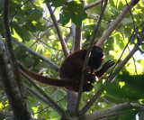Red Howler Monkey - Alouatta seniculus