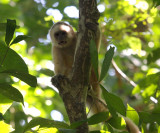 White-fronted Capuchin Monkey - Cebus albifrons
