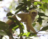 White-fronted Capuchin Monkey - Cebus albifrons