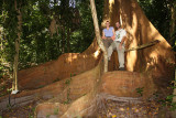 Julie and Tom on a Dragonsblood Tree - Pterocarpus officinalis