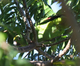 Yellow-crowned Parrot - Amazona ochrocephala