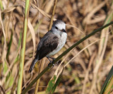 White-headed Marsh-Tyrant - Arundinicola leucocephala