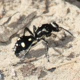 Traumatomutilla sp.