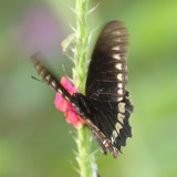 Polydamas Swallowtail - Battus polydamas