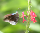 Frosted Flasher - Astraptes alardus