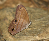 Terrestris Satyr - Cissia terrestris