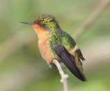 Tufted Coquette - Lophornis ornatus, immature male