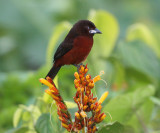 Silver-beaked Tanager - Ramphocelus carbo