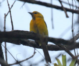 Yellow Oriole - Icterus nigrogularis