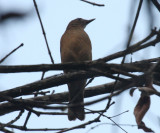 Cocoa Thrush - Turdus fumigatus