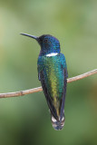 White-necked Jacobin - Florisuga mellivora
