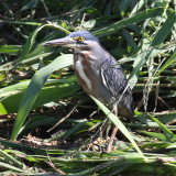 Striated Heron - Butorides striata
