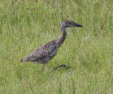 Yellow-crowned Night-Heron immature - Nyctanassa violacea