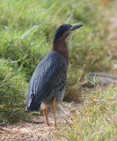 Green Heron - Butorides virescens