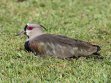 Southern Lapwing - Vanellus chilensis