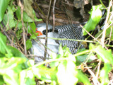 Red-billed Tropicbird - Phaethon aethereus, on its nest