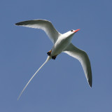 Red-billed Tropicbird - Phaethon aethereus