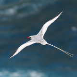 Red-billed Tropicbird - Phaethon aethereus