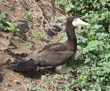 Brown Booby - Sula leucogaster