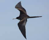 Magnificent Frigatebird - Fregata magnificens