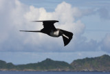 Magnificent Frigatebird - Fregata magnificens