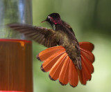 Ruby-Topaz Hummingbird - Chrysolampis mosquitus