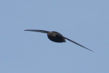 Short-tailed Swift - Chaetura brachyura