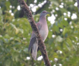 Pale-vented Pigeon - Patagioenas cayennensis