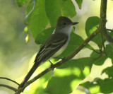 Venezuelan Flycatcher - Myiarchus venezuelensis