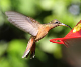 Rufous-breasted Hermit - Glaucis hirsuta