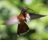 Rufous-breasted Hermit - Glaucis hirsuta