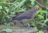 Spectacled Thrush - Turdus nudigenis