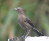 Shiny Cowbird female - Molothrus bonariensis