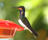 White-necked Jacobin - Florisuga mellivora, immature male