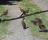 Rufous-vented Chachalacas - Ortalis ruficauda