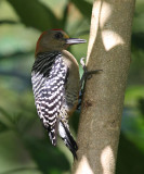 Red-crowned Woodpecker male - Melanerpes rubricapillus