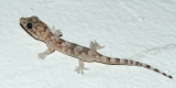 Common House Gecko - Hemidactylus frenatus