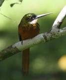 Rufous-tailed Jacamar - Galbula ruficauda