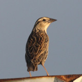 Red-breasted Blackbird - Sturnella militaris