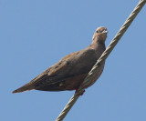Eared Dove - Zenaida auriculata