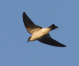 White-winged Swallow - Tachycineta albiventer