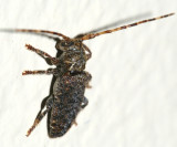 longhorn beetle
